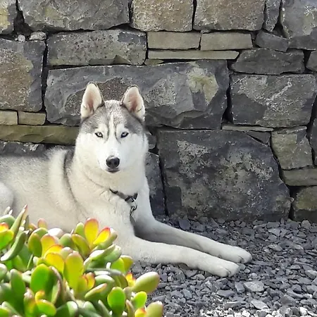 Bed & Breakfast Cois Na Habhann Doolin